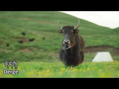 Mesmerizing natural landscape of  Derge County  Sichuans  Garze  Tibetan Autonomous Prefecture