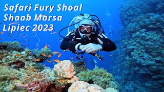 Safari Fury Shoal - Shaab Marsa - July 2023