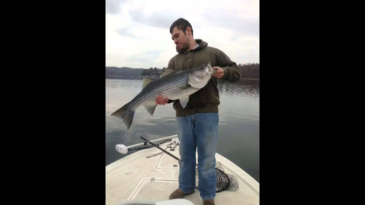 Topwater Action For Big Striped Bass on Smith Lake, Alabama YouTube