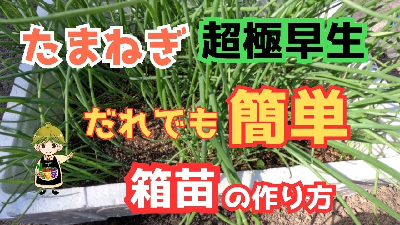 【家庭菜園必見 】【箱苗】初心者でも簡単に玉ねぎの苗作りポイント！！