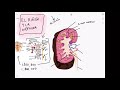 El riñón y la nefrona. Anatomía