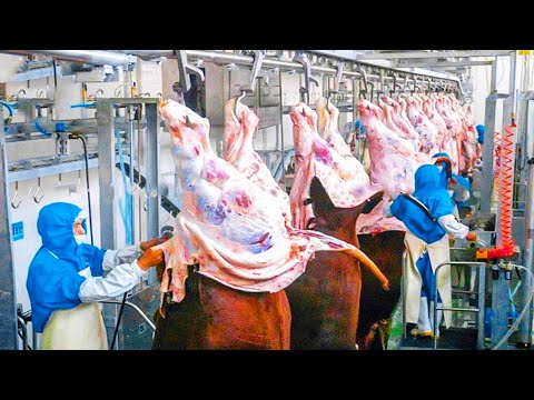 جولة في مجزرة الابقار الذكية الات في منتهى الذكاء ذهبو بعيدا في هذا المجال 