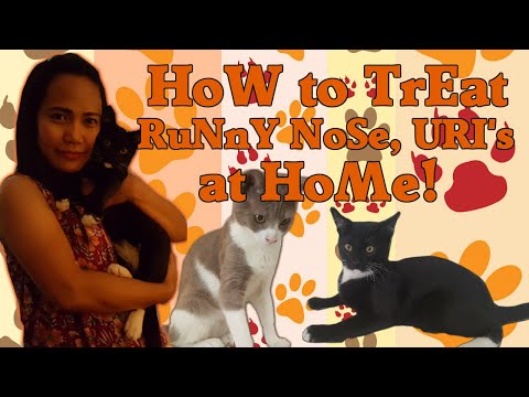 Video: Paano Gamutin Ang Runny Nose Ng Pusa