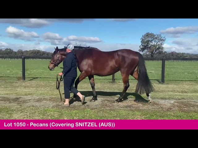 Lot 1050 - Skilled (AUS) x Walnut (AUS)-2023 Gold Coast National Broodmare Sale