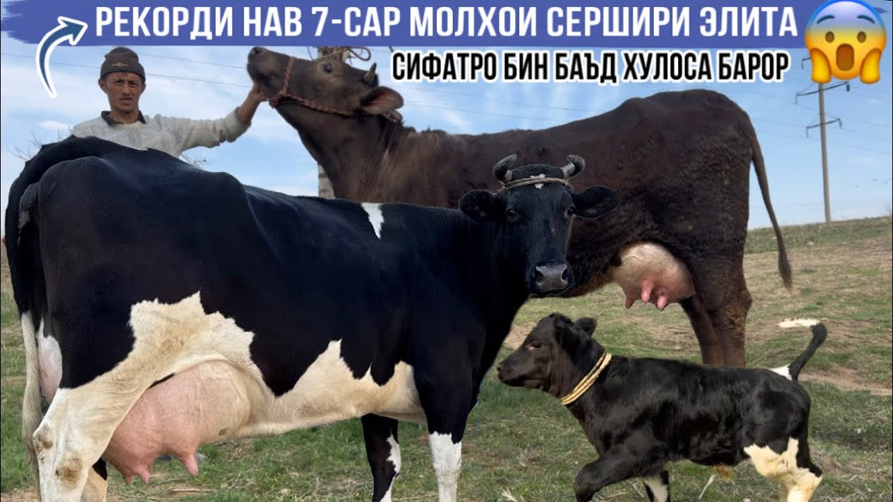 🙆‍♂️РЕКОРД 7-САР МОЛХОИ СЕРШИРИ ЭЛИТА БО НАРХИ ДАСТРАС 26 февраля 2026 г.