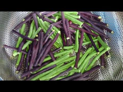 May bunga na Ang sitaw kung tanim#gardening