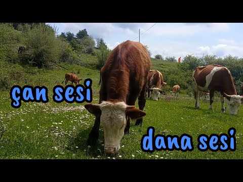 İnek Sesi / Dana Sesi / Çan Kelek Sesi