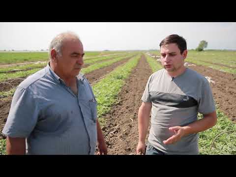 სადემონსტრაციო ნაკვეთი, საზამთრო, წნორის რაიონი სოფელი ერისიმედი 05, 04,2019