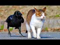 Crows troll cats dogs rats and even snakes