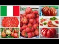 Привет из солнечной Италии: лучшие сорта итальянских томатов!