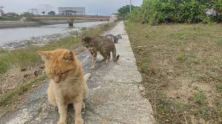 2024.4.9 猫巡り 等間隔で離れる公園の猫ちゃん達