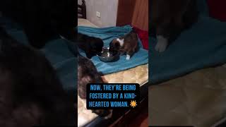 3 puppies rescued from the Bekaa  #adoptdontshop #dog #donate