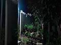 asyknya nongkrong atas pagar #cat #kucinglucubandung #kucinglucubandung #imut #shortvideo