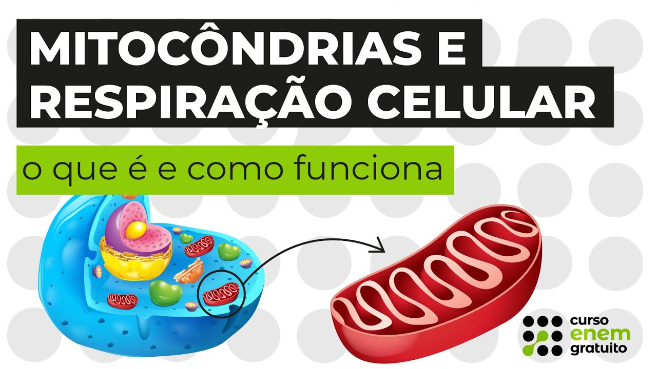 Mitocôndrias e respiração celular: o que é e como funciona | Biologia ...