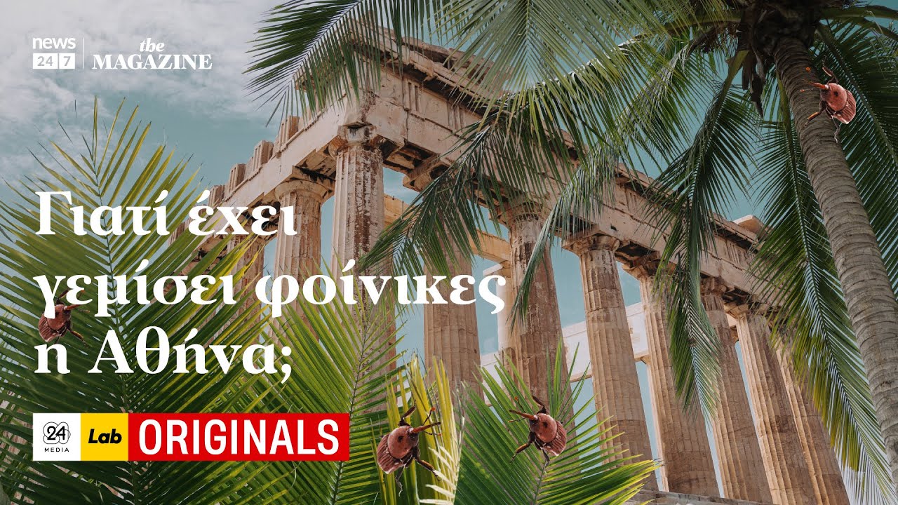 Γιατί έχει γεμίσει φοίνικες η Αθήνα;