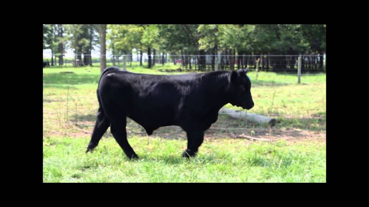 Midway Farms 2015 Lot 15 YouTube