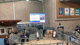 Galbraith Stirling Bull Sales United Auctions Simmental Bulls 19 February 2024