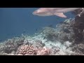 Los tiburones de arrecife de punta negra adultos a menudo se encuentran patrullando las repisas.