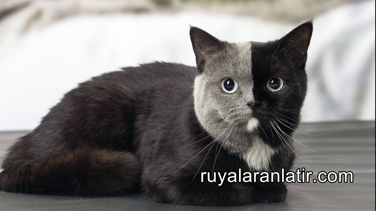 Rüyada Siyah Kedi Görmek & Rüyada Sarı Kedi Görmek - YouTube