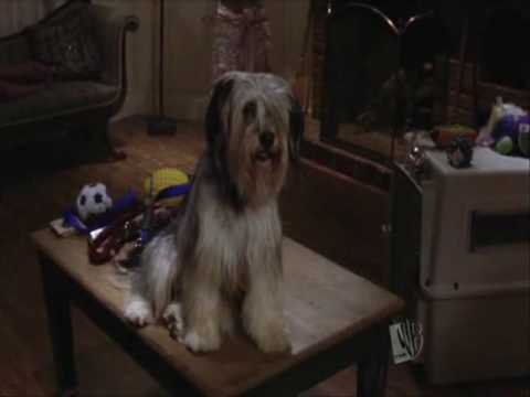 paul anka puppy paul anka the tribute the song paul anka puppy paul anka the tribute the song
