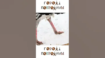 Чем опасны страусы