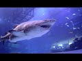 Shark Diving - Tauchen im Dubai Aquarium in der Dubai Mall - 2022