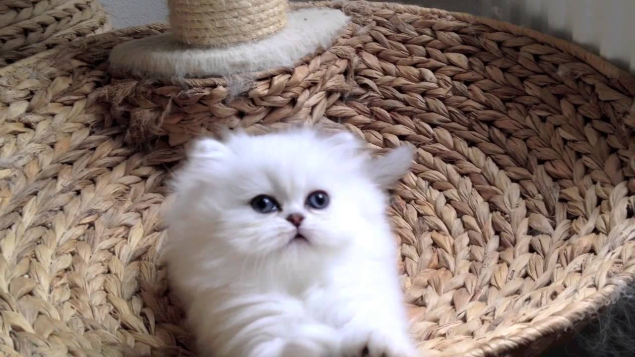 猫可愛い リズミカル猫じゃらし 子猫ふわふわペルシャ猫 Youtube