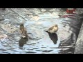 Воробьи купаются в луже / Sparrows in a puddle