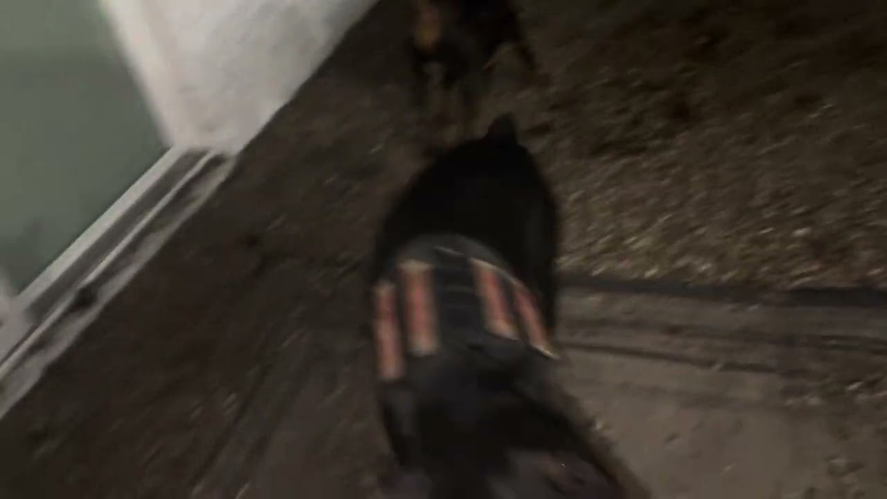 Seeing my dog after a week of separation