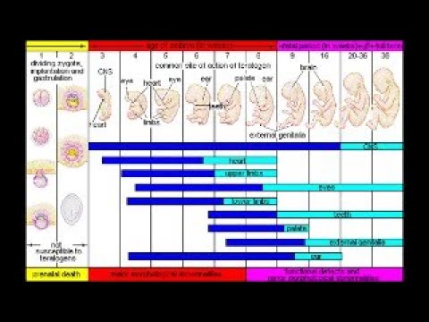 pertumbuhan dan perkembangan  embrio  atau embriogenesis 