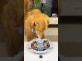 Gourmet Dining for a Good Boy! 🐶🍽️"😱 #shorts #viral #puppy