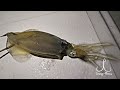 Pesca Con Tentaculo De Calamar