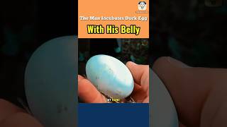 The Man Incubates Duck Egg With His Belly