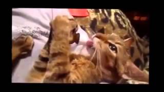Очень смешное видео)) Смотреть всем))) Октябрь 2013 Очень смешное видео)) Смотреть всем))) Октябрь 2013