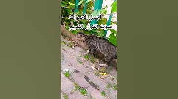 قران كريم🤲🌹😍 بصوت جميل اللهم اجعل القرآن ربيع قلوبنا ونور صدورنا #اكسبلور#راحة_نفسية #المصحف 😍🌹😘