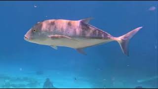 Sublime rencontre d’une carangue bleu appelée « Paihere Ninamu » en Tahitien 