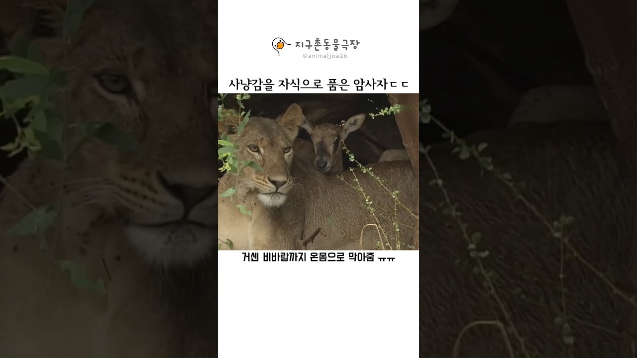 외톨이 암사자가 사냥감이었던 새끼를 지켜준 이유