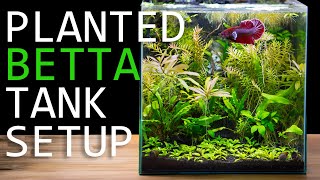 3D Printing Aquarium Centerpiece: Planted Betta Tank Setup by Regis Aquatics 39,409 views 2 years ago 14 minutes, 12 seconds