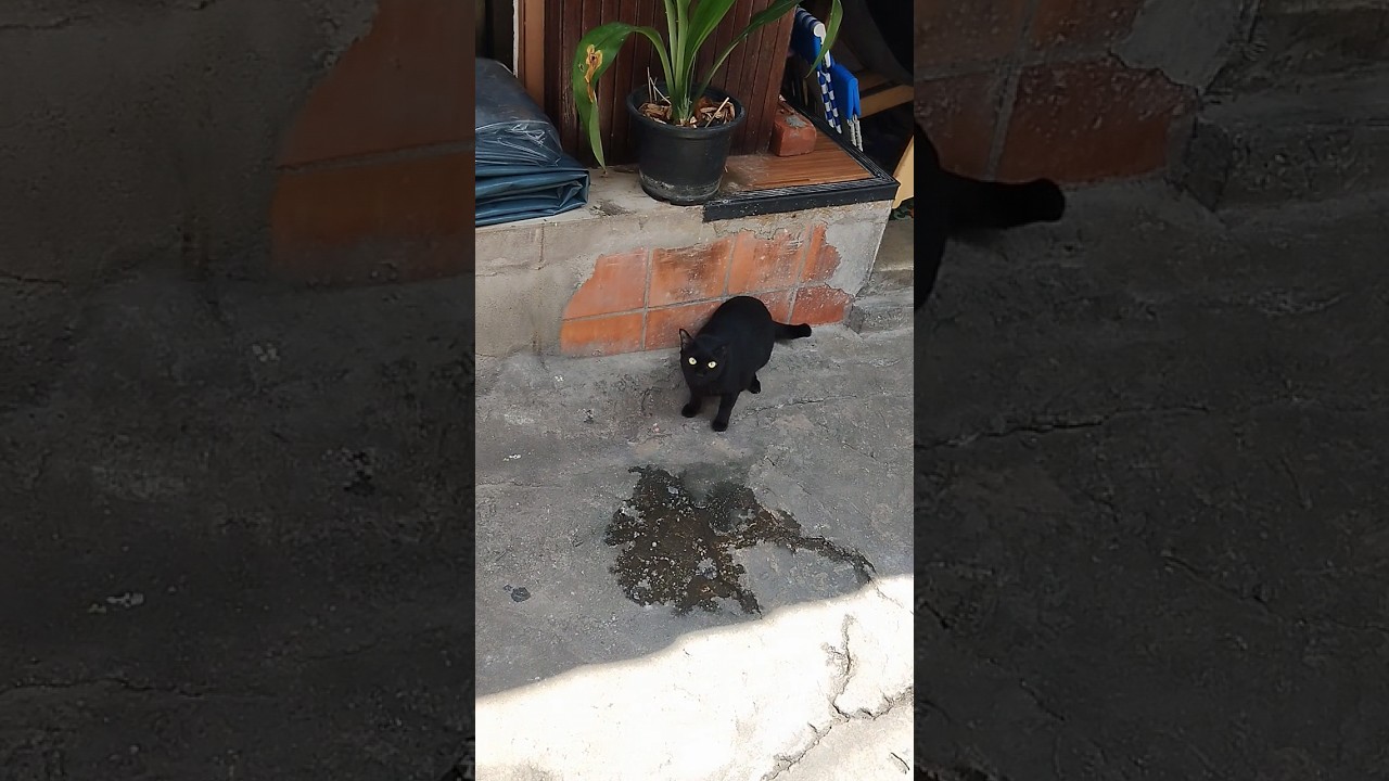 cat try to catch butterfly 