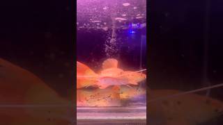 Ikan RTC Phantom sudah cuddle #predator #fish #foryou