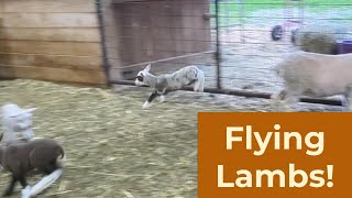 Lamb Frolic  lambs jumping, running and playing  118
