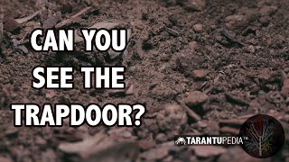 Slo-mo trapdoor tarantula by Tarantupedia™ 1,522 views 3 years ago 2 minutes, 19 seconds