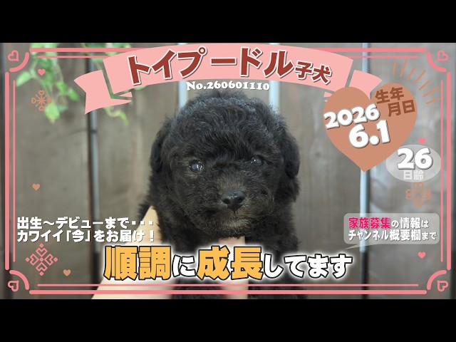 トイプードル子犬｜2026.6.1生（26日齢）①｜グレー｜女の子｜滋賀県
