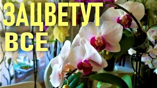видео: ОТ ЭТОГО ДАЖЕ САМЫЕ КАПРИЗНЫЕ ОРХИДЕИ ЗАЦВЕТУТ! ЛУЧШИЙ ПО МНЕНИЮ ЗРИТЕЛЕЙ МЕТОД ВЫРАЩИВАНИЯ ОРХИДЕЙ! картинка: ОТ ЭТОГО ДАЖЕ САМЫЕ КАПРИЗНЫЕ ОРХИДЕИ ЗАЦВЕТУТ! ЛУЧШИЙ ПО МНЕНИЮ ЗРИТЕЛЕЙ МЕТОД ВЫРАЩИВАНИЯ ОРХИДЕЙ!