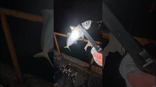 Как ловить ставриду на микроджиг?