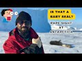 Birth of a baby seal at antarctica  right time right place to witness   southpole  weddel seal