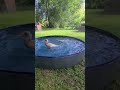 🦆💦 Just Two Ducks Enjoying Pool Life #Shorts