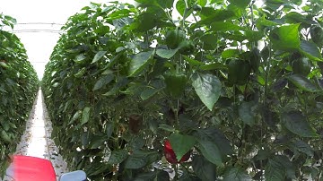 4K_Real time Stitched_ Slow Speed_VID_20200710_131325