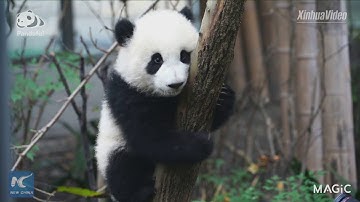 Time to show my stunt! #Panda cub climbs a tree in SW China