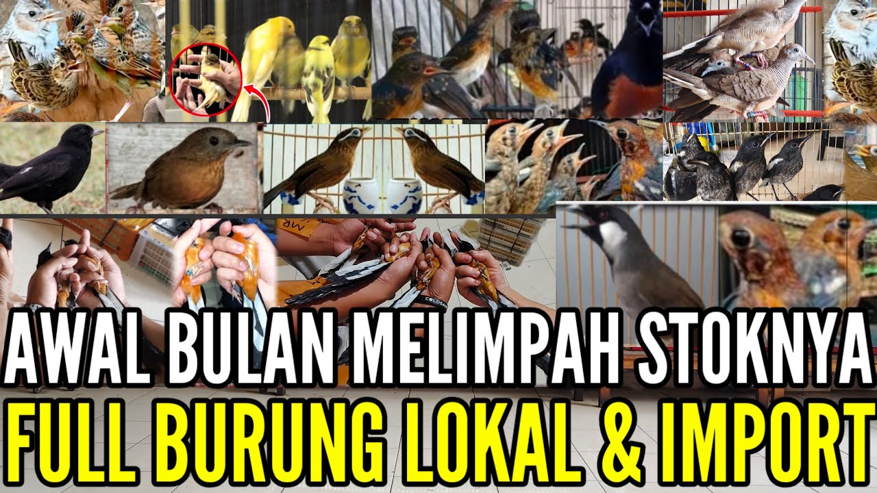 🔴 AWAL BULAN !! PROMO MURAI HARGA MULAI RATUSAN RIBU & STOK LAINYA BANYAK 0838-7553-6945